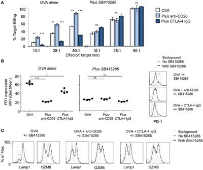 Glycogen Synthase Kinase 3 Inactivation Compensates for the Lack of CD28 in the Priming of CD8+ Cytotoxic T-Cells: Implications for anti-PD-1 Immunotherapy